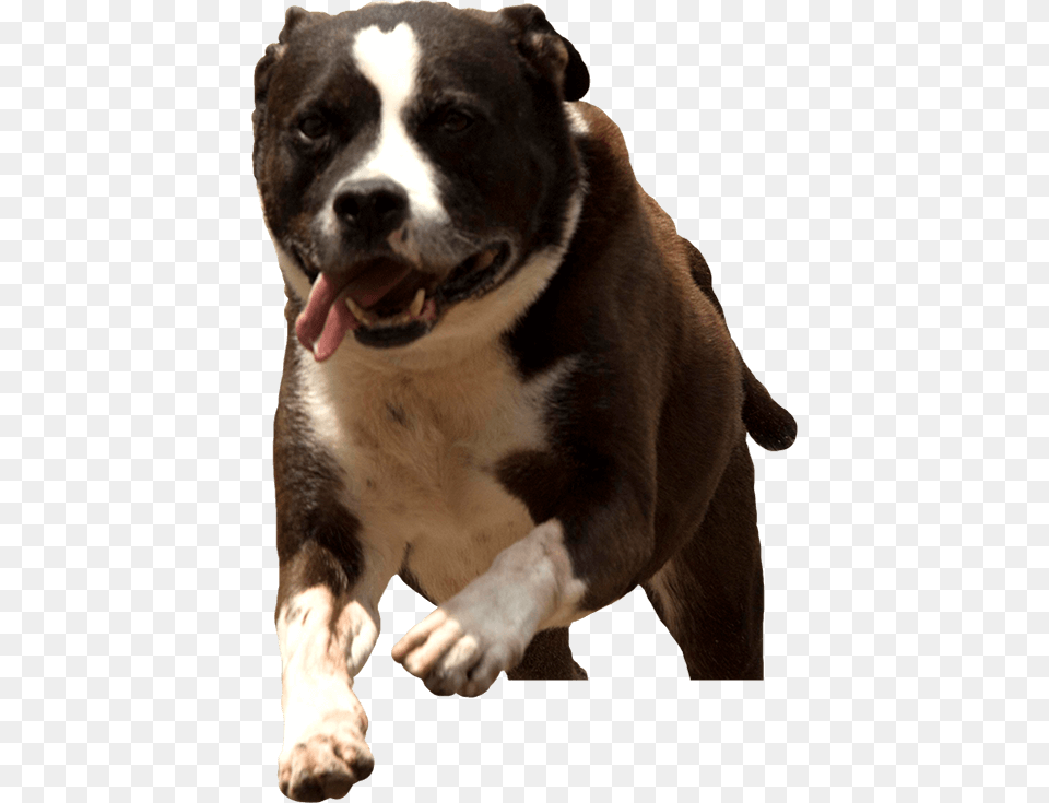 Rescue Dog Running Dog Running, Animal, Canine, Mammal, Pet Free Png Download