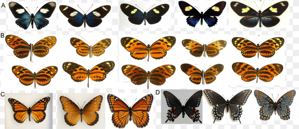 Research And Dark Sky Advocacy Are A Perfect Match Monarch, Animal, Butterfly, Insect, Invertebrate Png Image