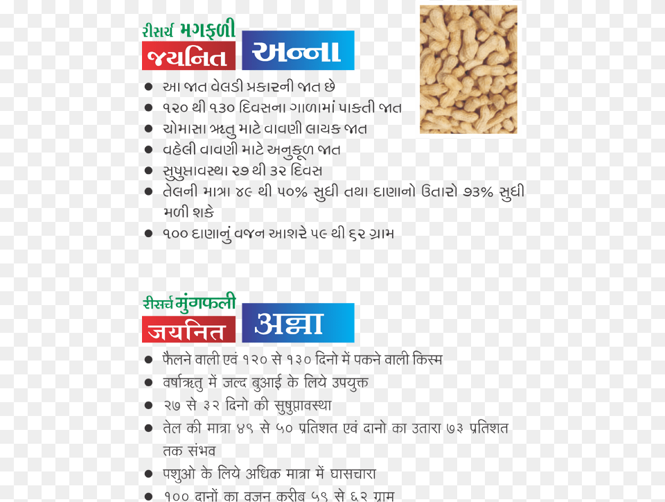 Research Groundnut Jaynit Anna Nut, Food, Produce, Plant, Vegetable Free Png Download