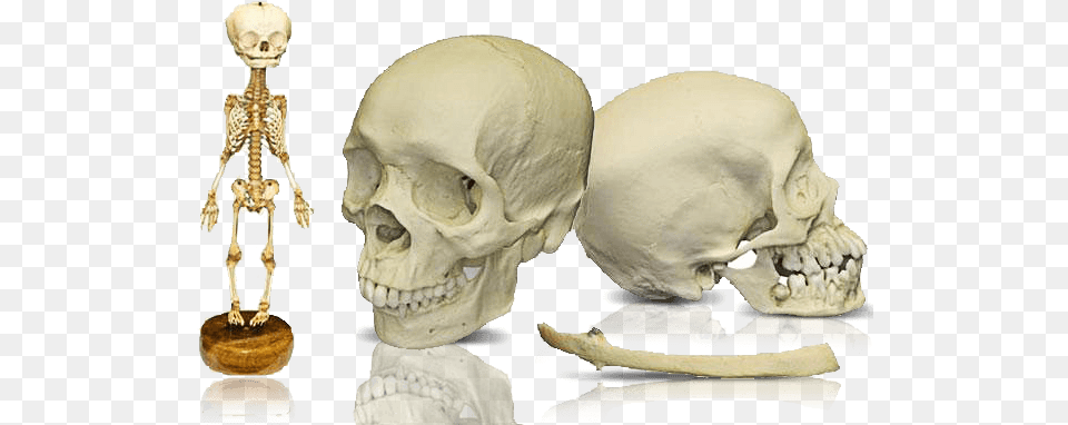 Research Human Skull Amp Skeletons Dbios Age Of Appearance And Fusion Of Ossification, Baby, Person, Skeleton, Head Png Image