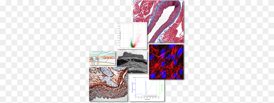 Research Images Mcgill University, Art Png