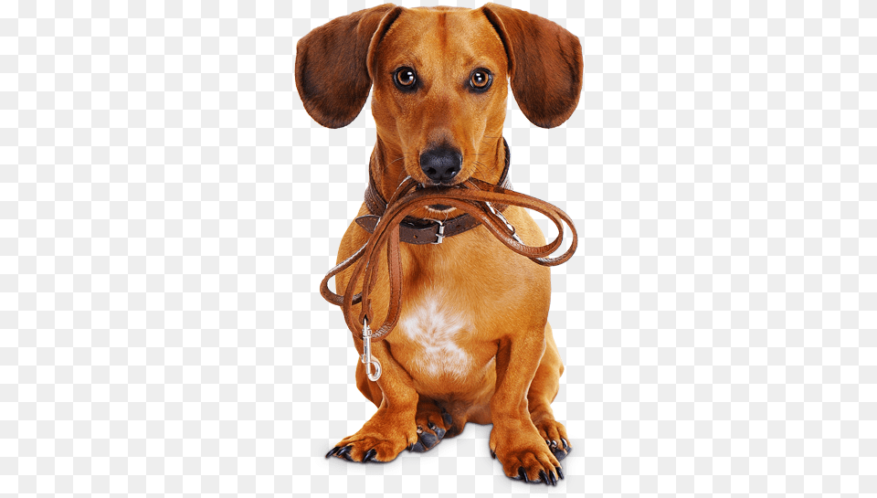 Reserve Now Dog With Leash, Snout, Animal, Canine, Mammal Png Image