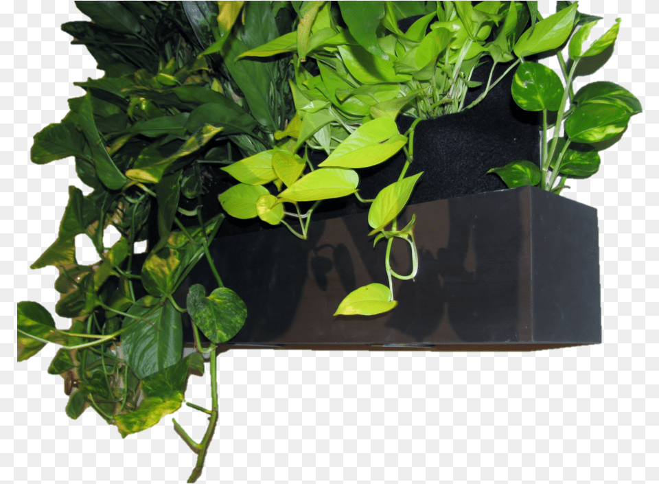 Reservoir With Plants, Leaf, Plant, Potted Plant, Vine Png Image