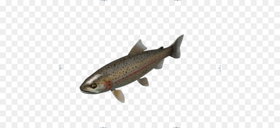 Reset Close Rainbow Trout Loading Pink Blush On Cheeks And Body, Animal, Fish, Sea Life Free Png