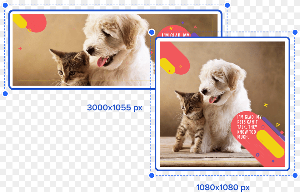 Resize Your Content Screen Best Dogs And Cats, Animal, Canine, Dog, Mammal Free Png