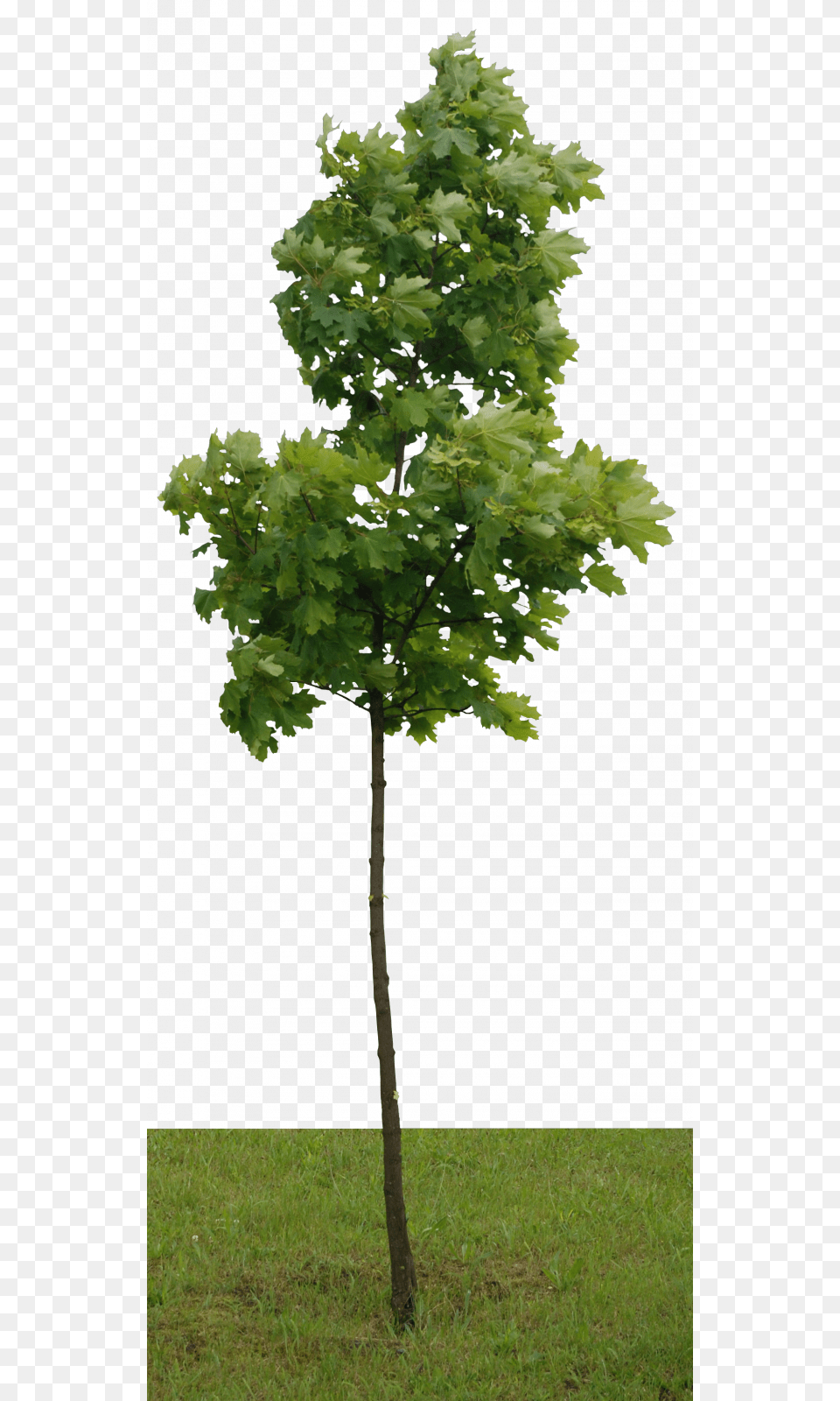 Resolution Gambel Oak, Maple, Plant, Tree, Sycamore Free Png