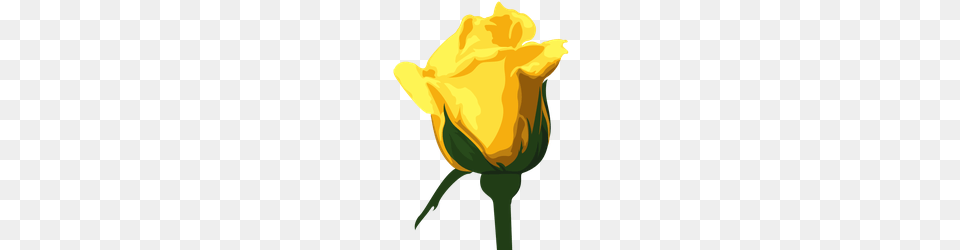 Resolution P Yellow Rose Photos, Flower, Plant, Petal, Person Free Transparent Png