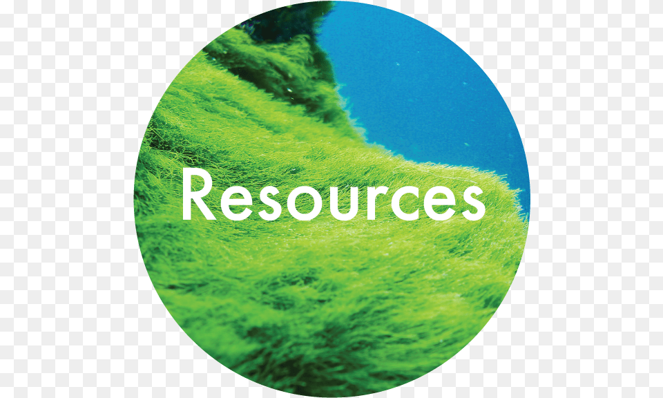 Resources 05 Circle, Algae, Moss, Plant, Photography Png Image