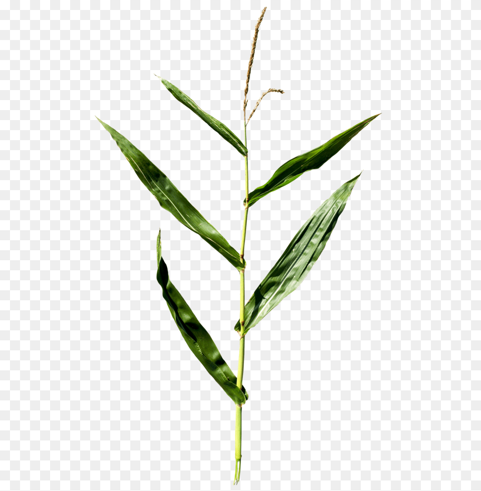 Resources, Grass, Leaf, Plant, Tree Free Png Download