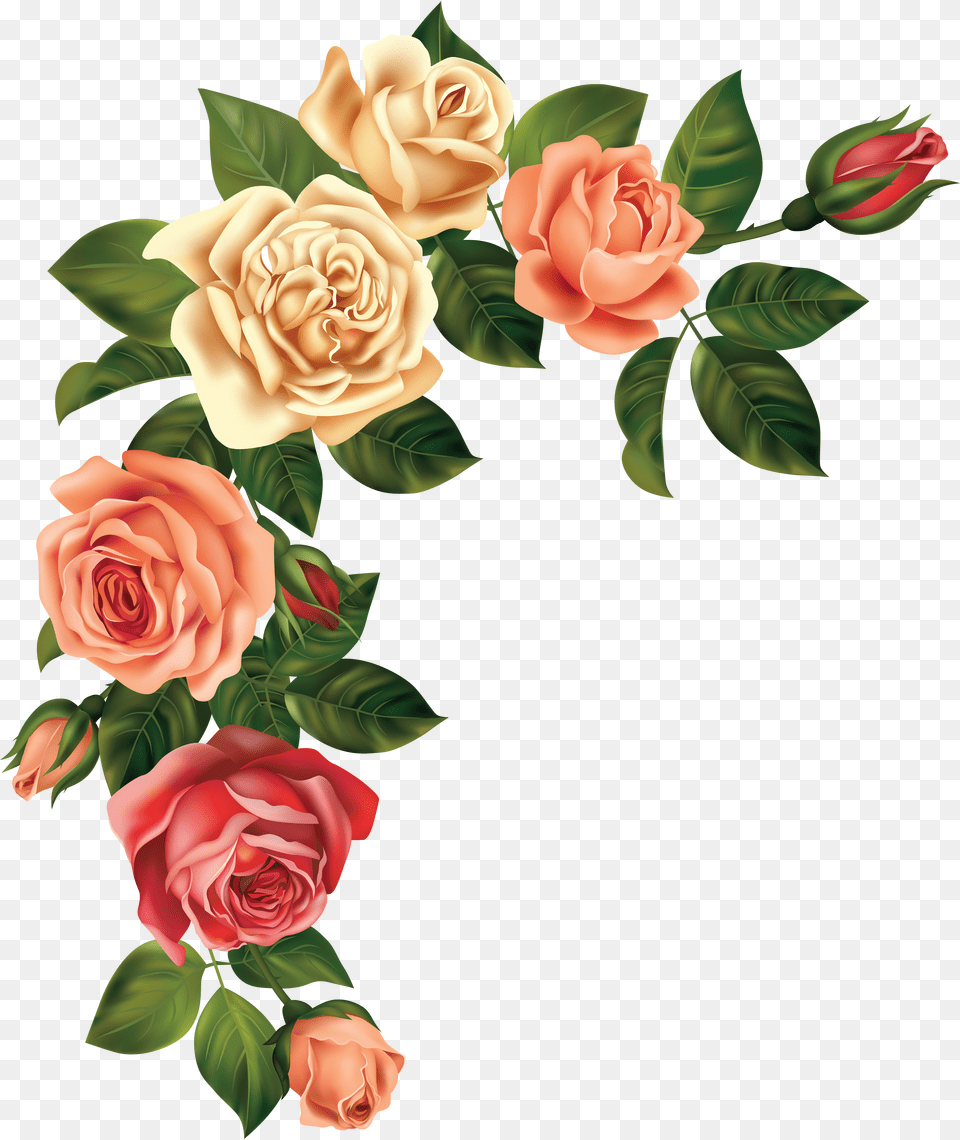 Resources Flowers Rose Png