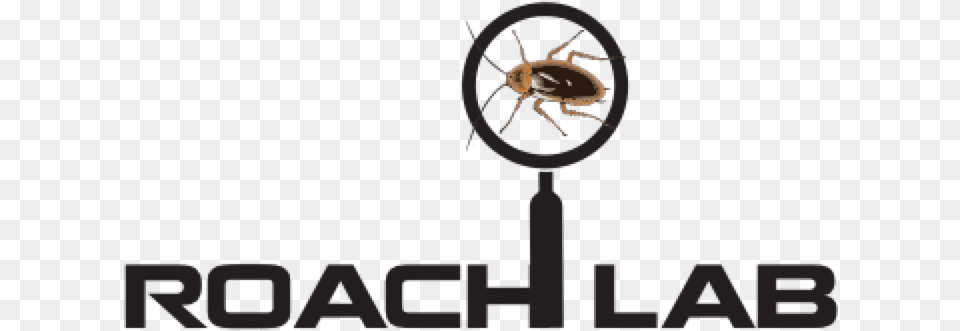 Resources U2014 Roach Lab Cockroach, Machine, Wheel, Animal Free Png Download