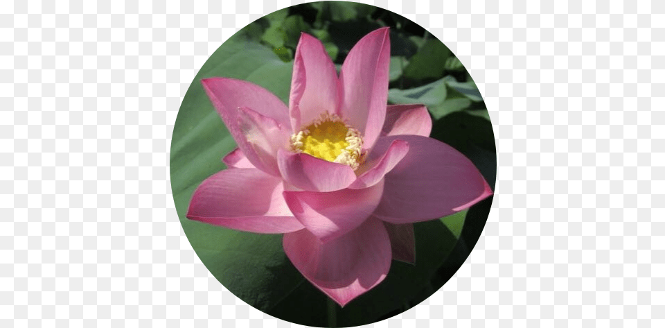 Respected Guest Lotus Sacred Lotus, Anther, Flower, Petal, Plant Png