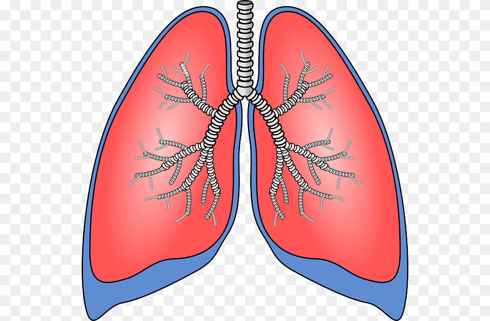 Respiratory Clipart Gallery Images, Face, Head, Person, Body Part Png