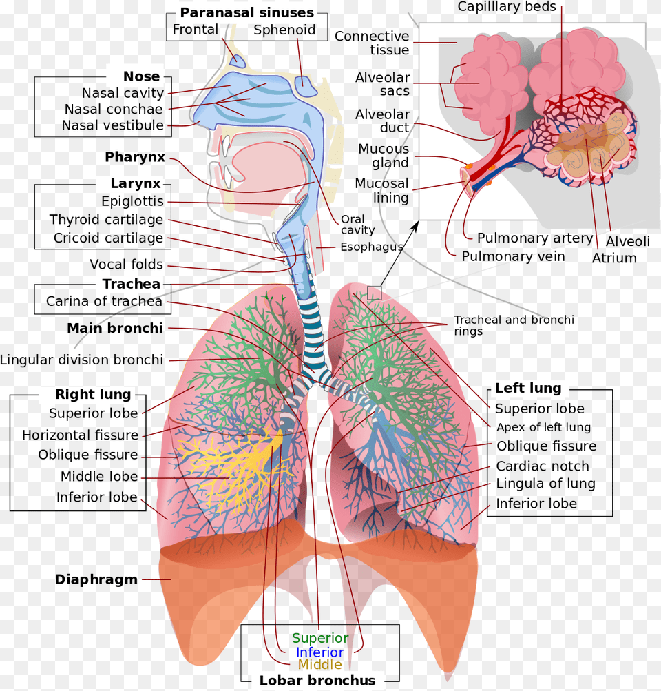 Respiratory System Complete En Respiratory System Diagram, Ct Scan Png