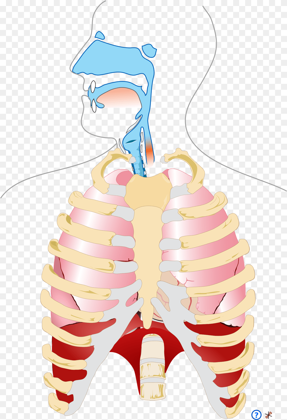 Respiratory System Human Respiratory System, Baby, Person, Ct Scan, Face Png
