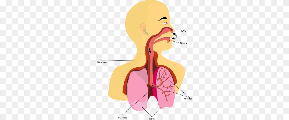 Respiratory System Primary School, Body Part, Face, Head, Neck Free Png Download