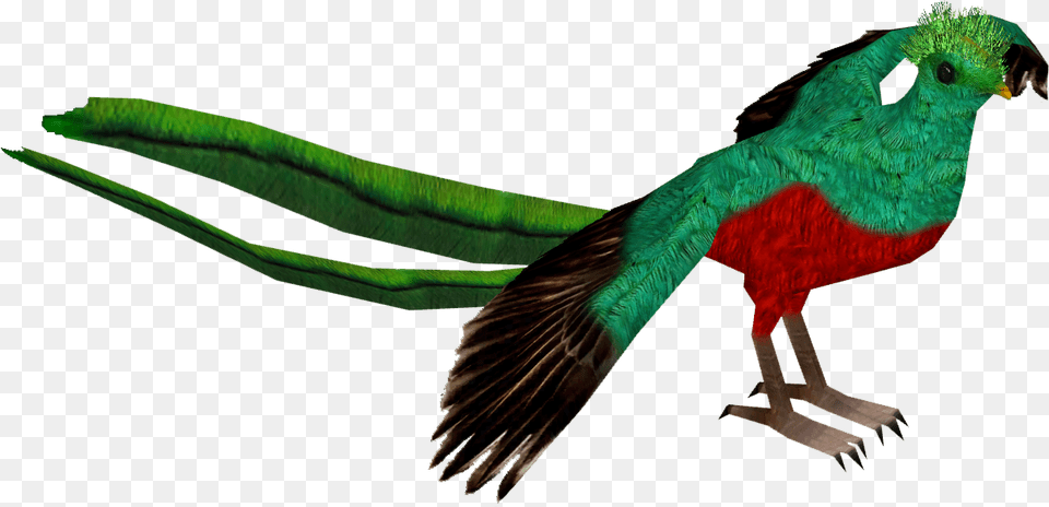 Resplendent Quetzal Pet Birds, Animal, Beak, Bird Free Transparent Png