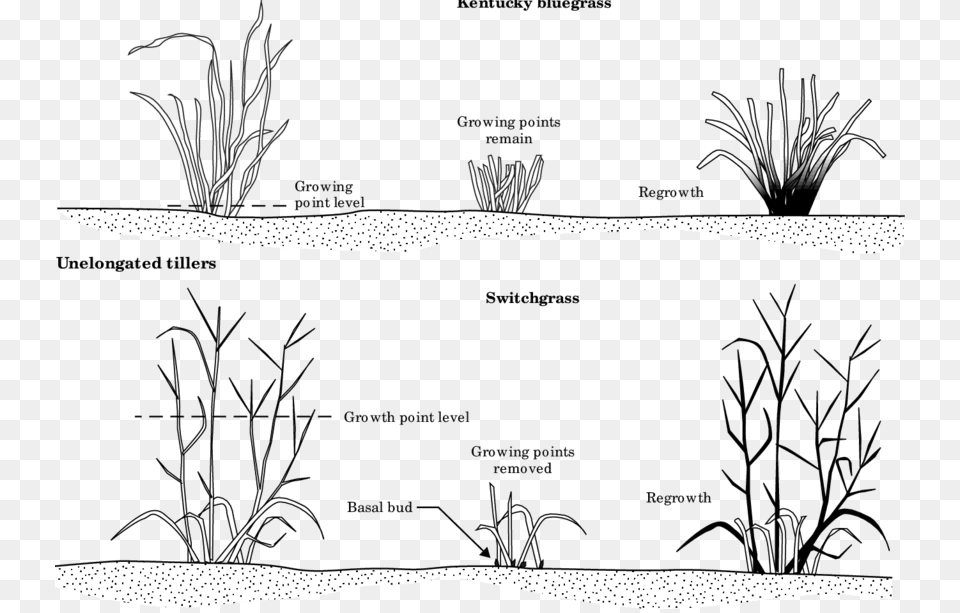 Response Of A Nonjointed Grass Like Kentucky Bluegrass Kentucky Bluegrass Diagram, Plant, Vegetation, Agropyron Free Png Download