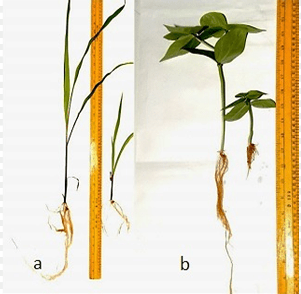 Response Of Plants Grown In Soil Amended With Ground Tree, Plant, Leaf, Root, Flower Png Image