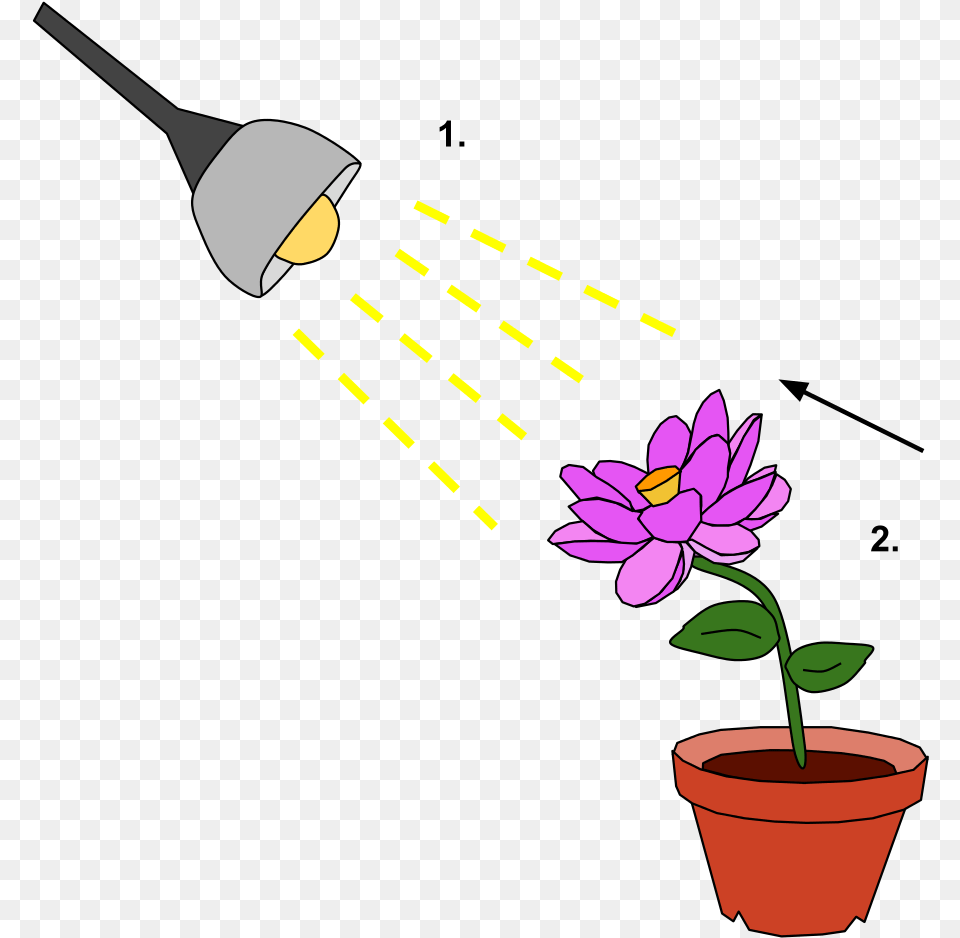 Response To Environment, Lighting, Plant, Potted Plant, Cookware Png