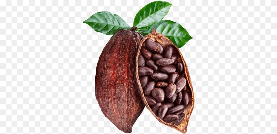 Responsibly Sourced Cocoa Mesmara Raw Unrefined Cocoa Butter, Dessert, Food, Fungus, Plant Png