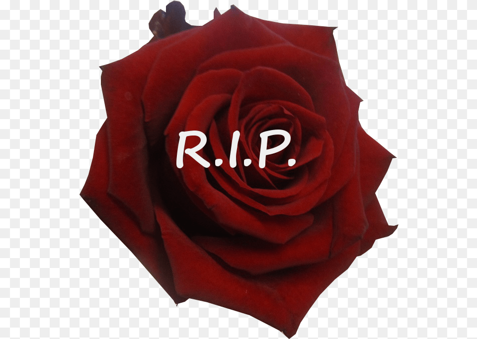 Rest In Peace Rose Related Keywords Lovely, Flower, Plant, Petal Free Transparent Png