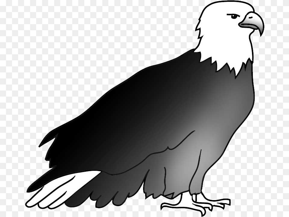 Resting Bald Eagle Drawing Drawing, Animal, Bird, Vulture Png Image