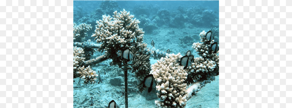 Restoring Part Of The Ecosystem On The Artificially Underwater, Animal, Coral Reef, Nature, Outdoors Free Png