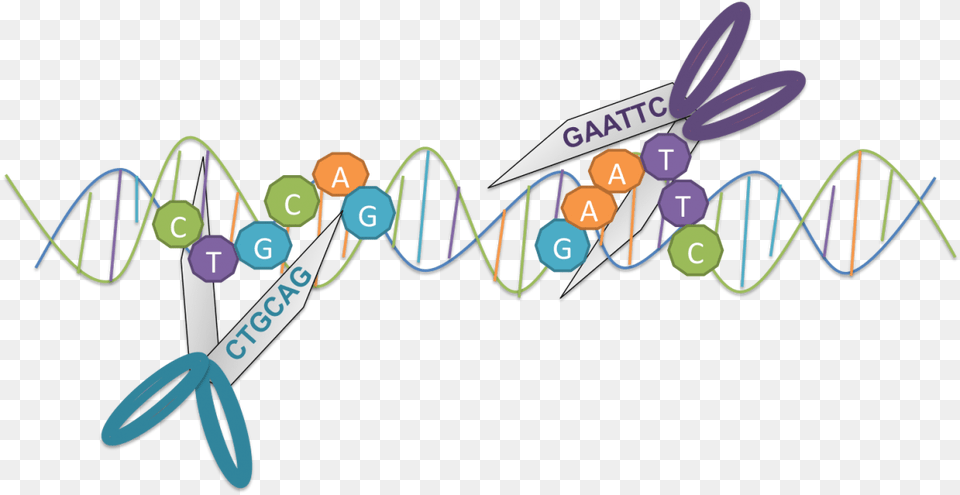 Restriction Enzymes Molecular Scissors Free Png Download
