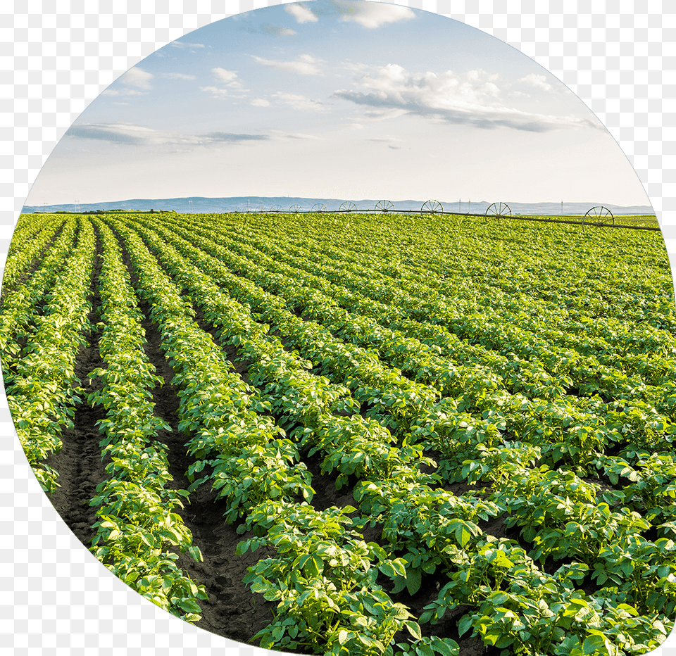 Result Field Potato, Agriculture, Countryside, Nature, Outdoors Png Image