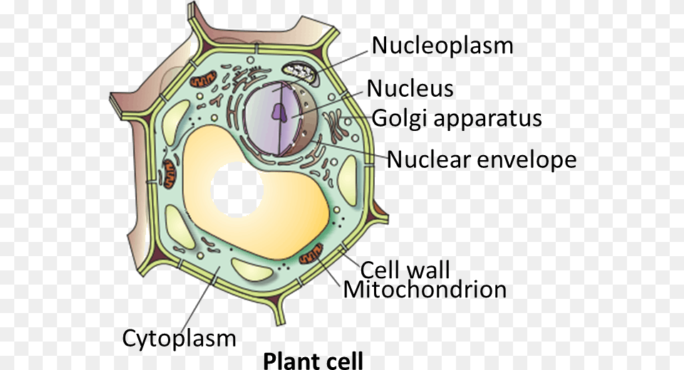 Result For Plant Cell Cell Meaning In Hindi, Diagram Free Png