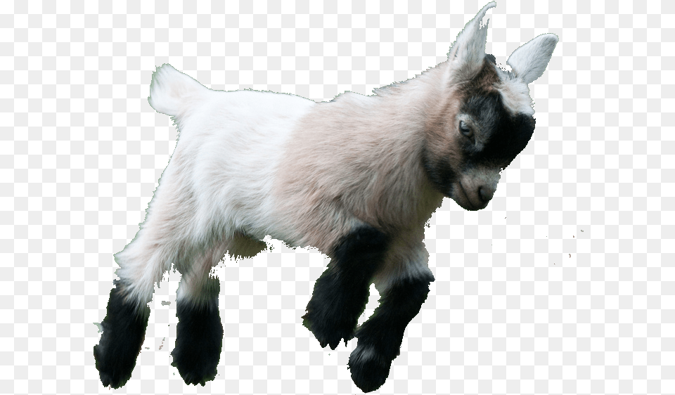 Result For Pygmy Goat, Livestock, Animal, Canine, Dog Png Image