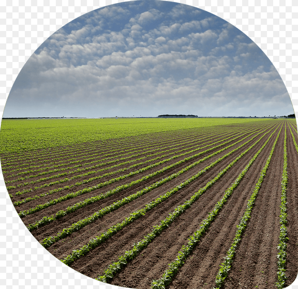 Result Grande Plantation De Haricot, Agriculture, Countryside, Field, Nature Png