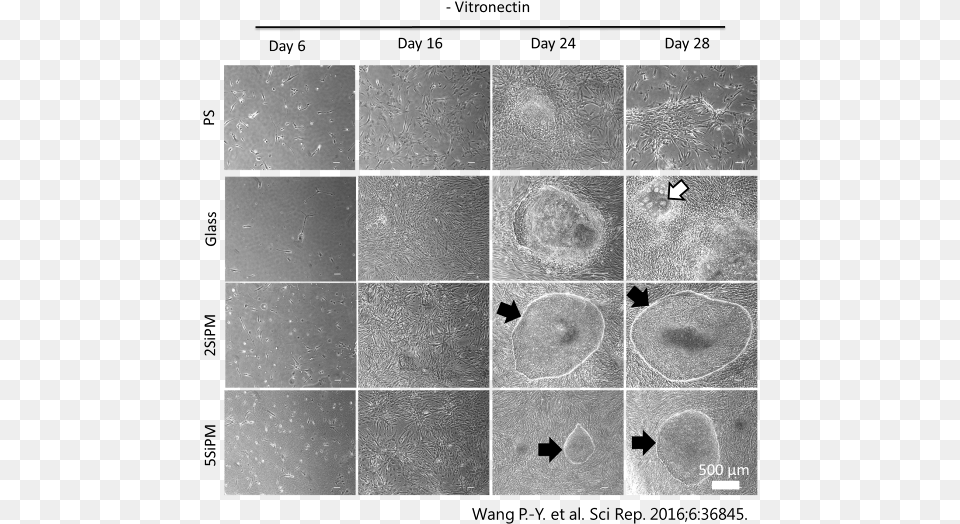 Results Of Cell Reprogramming Of Fibroblasts Into Induced, Art, Collage Free Transparent Png