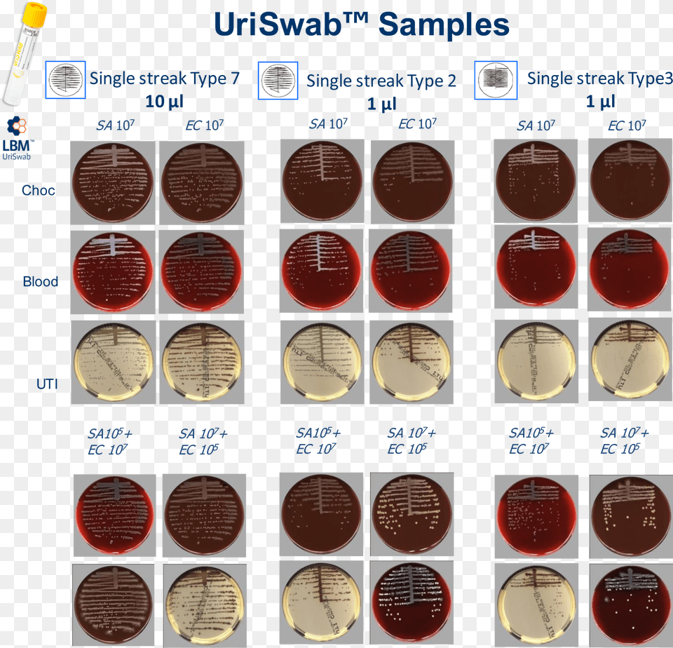 Results Types Of Streaking Patterns, Maroon, Wax Seal, Text Free Png