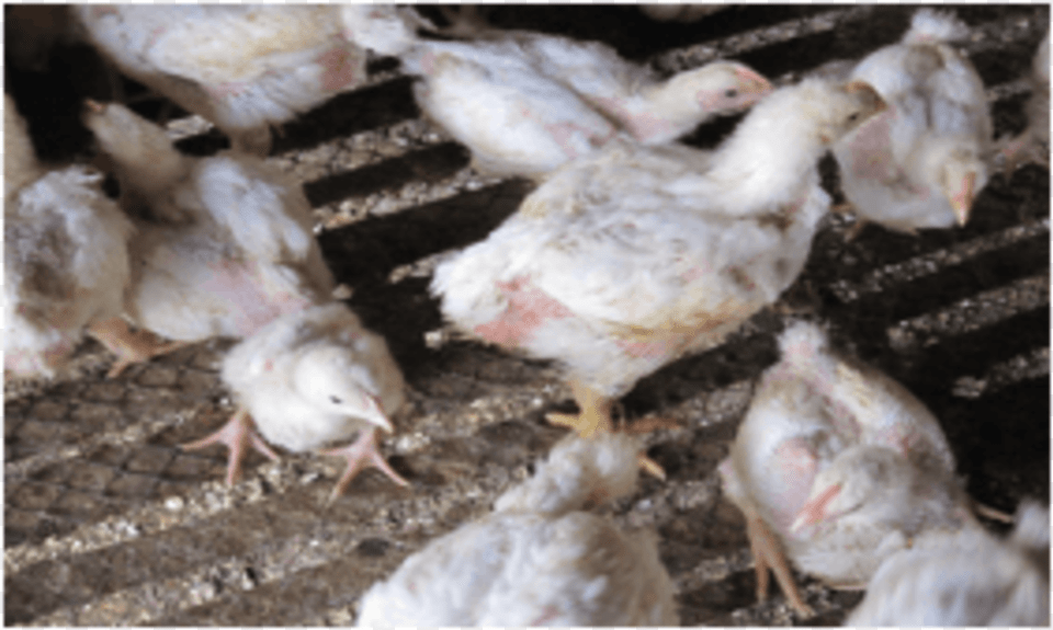 Retarded Growth Related To Ochratoxicosis Chicken, Animal, Bird, Fowl, Poultry Free Png