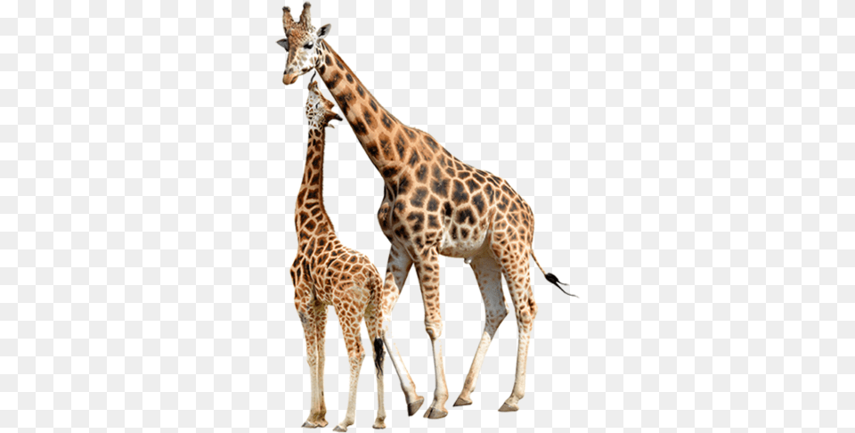 Reticulated Giraffe Stock Photography Baby Giraffes Giraffe Stock, Animal, Mammal, Wildlife Free Png