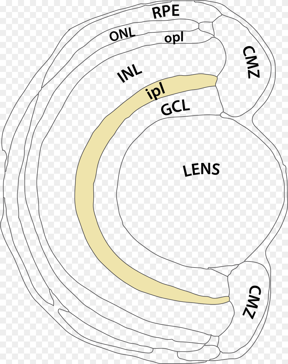 Retinal Inner Plexiform Layer, Person Png Image