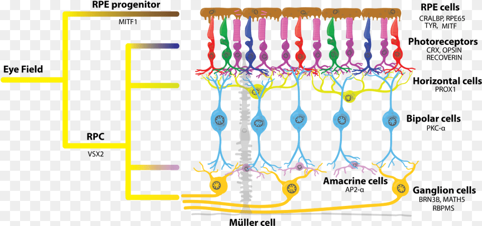 Retinal Rpc Rpe Photoreceptor, Wiring, Chandelier, Lamp, Animal Free Png