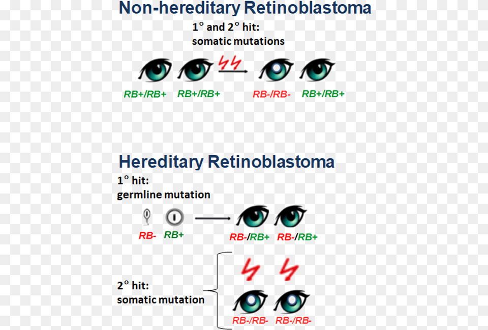 Retinoblastoma Gene, Face, Head, Person, Adult Png
