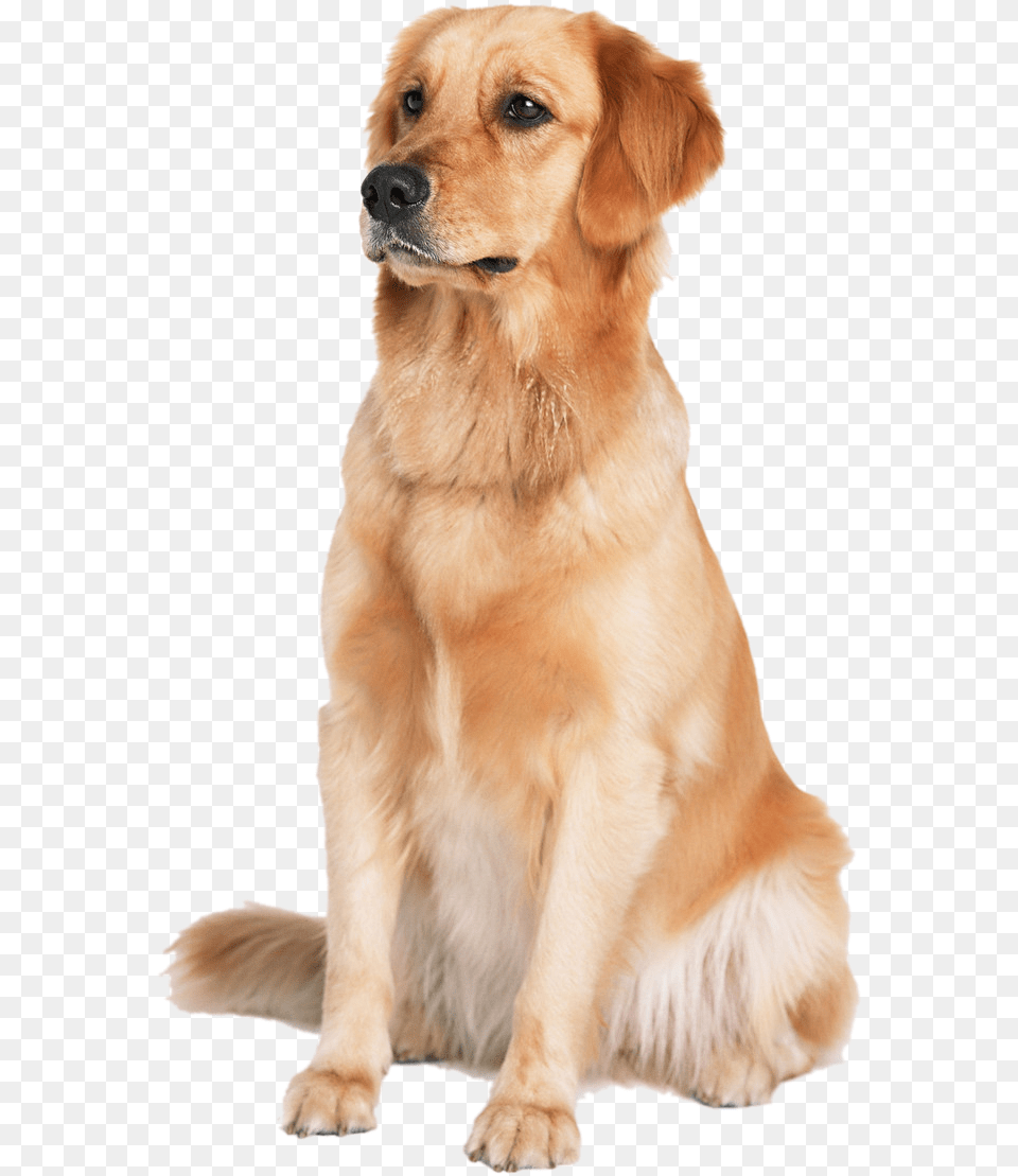 Retriever, Animal, Canine, Dog, Golden Retriever Free Png