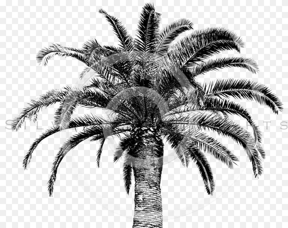 Retro Palm Tree Palm Trees, Coil, Spiral, Disk Free Png Download