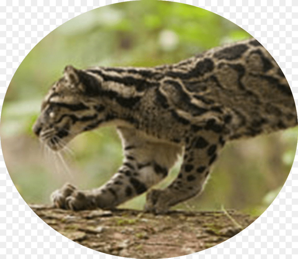 Return Of The Clouded Leopards Clouded Leopard In India, Animal, Mammal, Wildlife, Ocelot Png