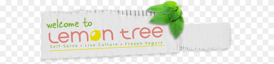 Return To Home Lemon Tree Frozen Yogurt, Herbal, Herbs, Leaf, Mint Free Transparent Png