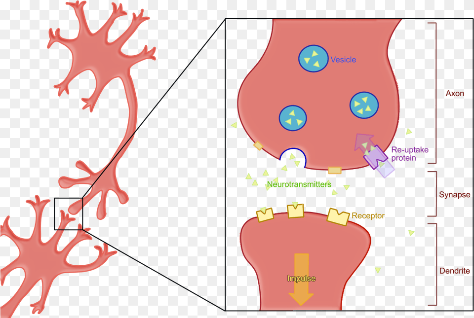 Reuptake Both Neurotransmitter Lock And Key Process, Chart, Plot Free Png