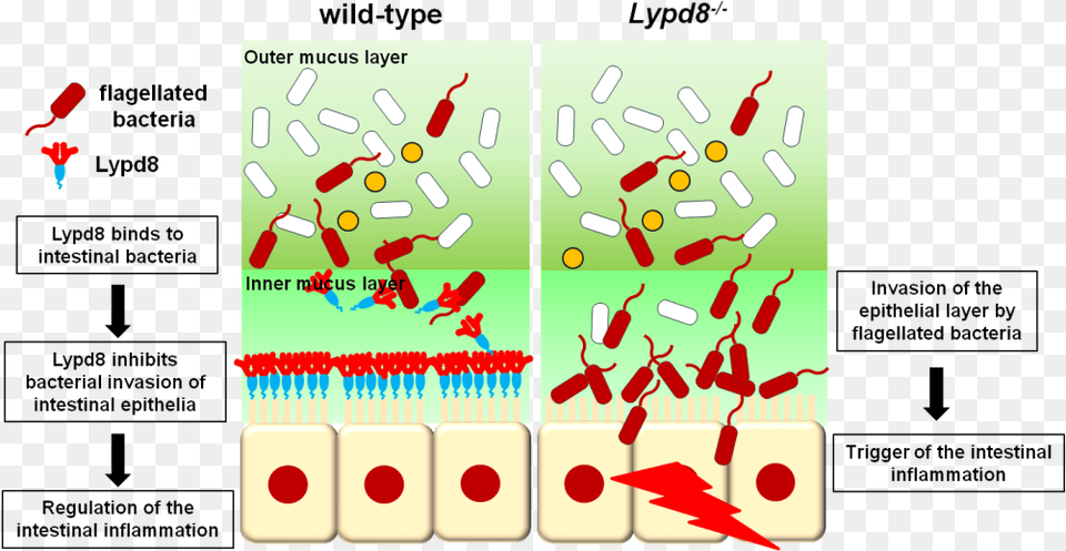 Revealed Mechanism For Inhibiting Bacterial Invasion Ly6 Plaur Domain Containing 8 Protein Free Png