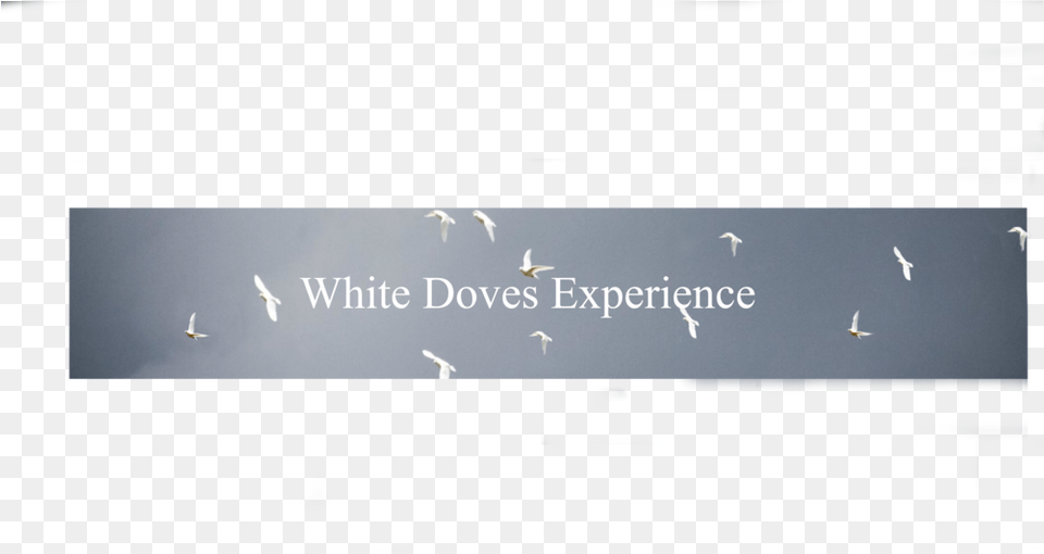 Reviews White Doves Experience Gull, Animal, Bird, Flying, Screen Png