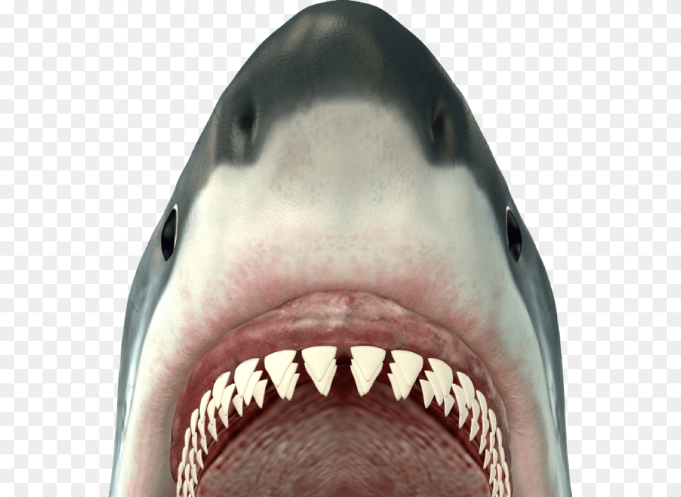 Revise Amp Edit Teeth Of A Bull Shark, Animal, Sea Life, Fish, Ball Png