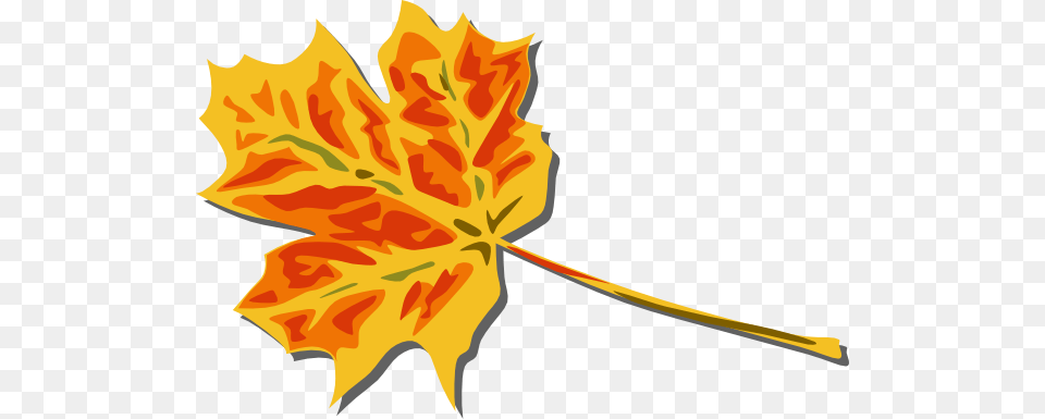 Revival, Leaf, Maple Leaf, Plant, Tree Png Image