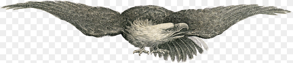 Revolutionary War Eagle Flag, Animal, Bird, Beak Png Image